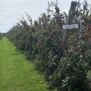 Meet your Posher, Irene